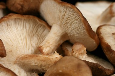 blauwe moskee - istanbul, Turkije