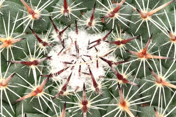 Cactus närbild — Stockfoto