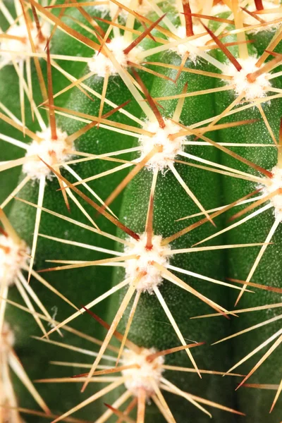 Cactus de perto — Fotografia de Stock