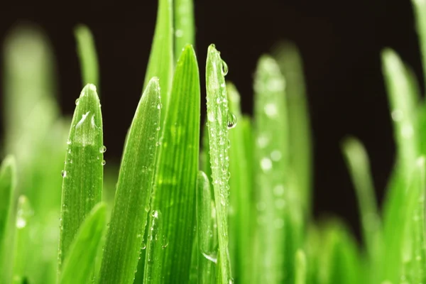 Närbild gräs efter ett regn — Stockfoto