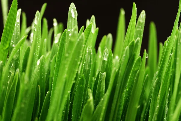 Close-up van gras na een regen — Stockfoto