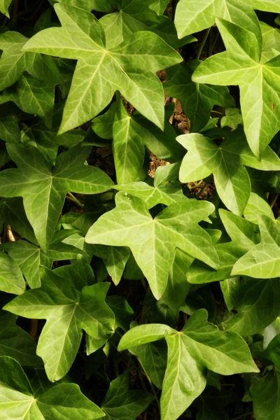 bir duvarda büyüyen İngiliz sarmaşık