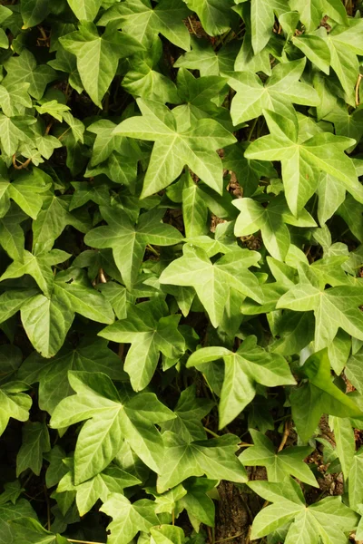 bir duvarda büyüyen İngiliz sarmaşık