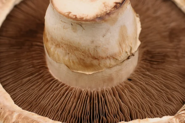 cierran Hongos Portobello