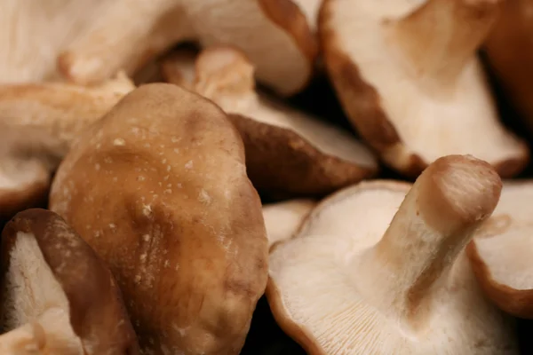 표고버섯 — 스톡 사진