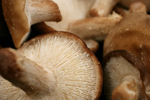 shiitake mantarları