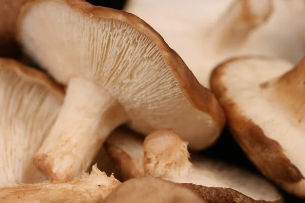 Shiitake Mushrooms Close Up — Stock Photo, Image