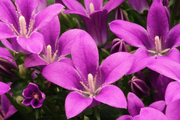 Fermer Fleurs violettes — Photo