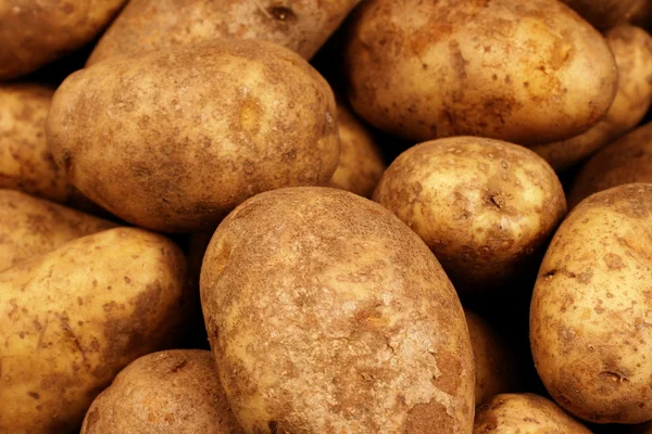 Розсаду картопля крупним планом — стокове фото
