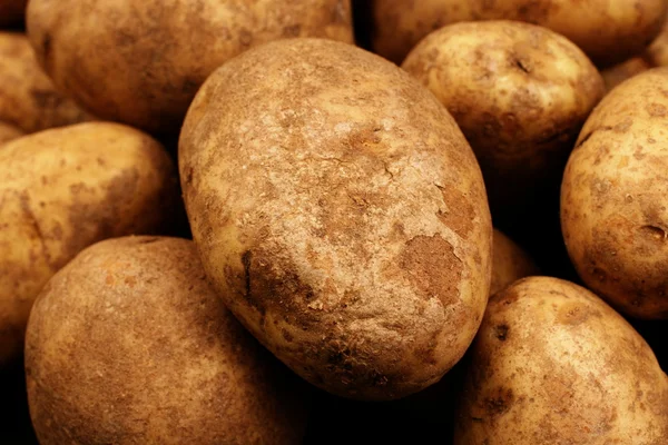 Розсаду картопля крупним планом — стокове фото
