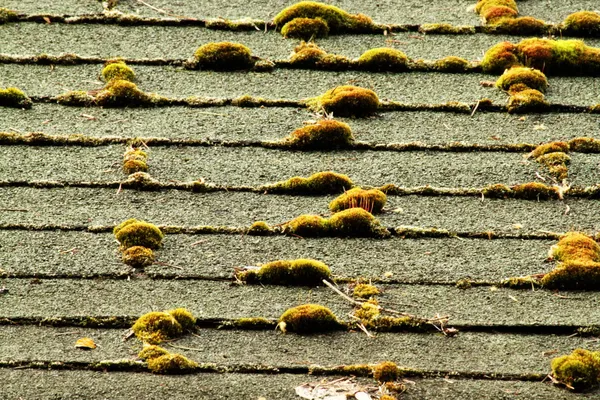 yosunlu, ihmal edilmiş çatı Zona