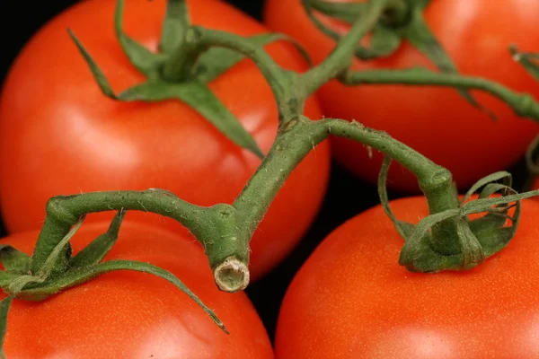 Fresh, ripe tomatoes close up — Stock Photo, Image