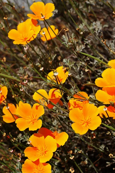 California Papaveri in fiore — Foto Stock
