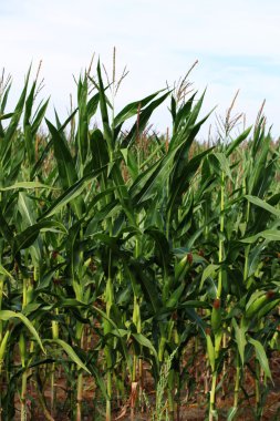 Mısır alan hasat için hazır