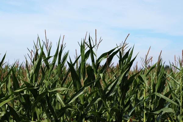 Campo de milho pronto para a colheita — Fotografia de Stock