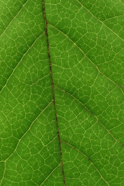 Васкуальная система зелёных листьев — стоковое фото