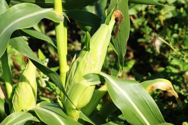 Mısır hasat için hazır kulak