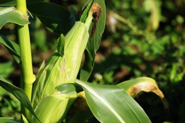 Mısır hasat için hazır kulak
