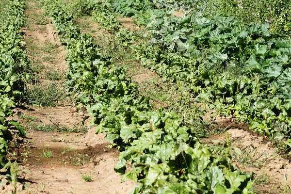 Campo de zanahorias — Foto de Stock