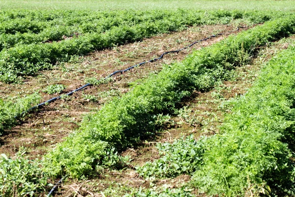 Campo de zanahorias —  Fotos de Stock