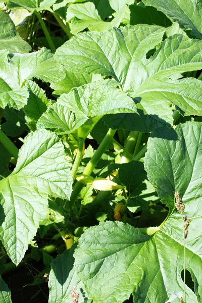 Squash roślin — Zdjęcie stockowe
