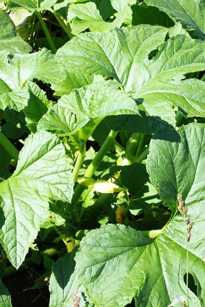 Planta de calabaza — Foto de Stock