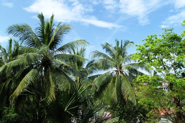 Palm Trees Agains A Blue Tropical Sky — Stock Photo, Image