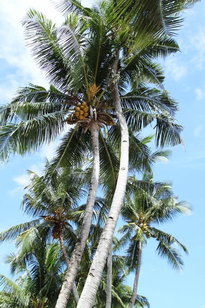 Palm Trees Agains A Blue Tropical Sky — Stock Photo, Image