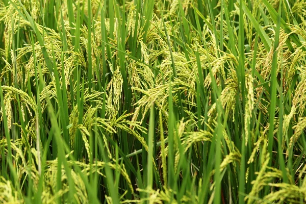 Rijst in het veld — Stockfoto