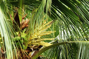 bir ağaçta Hindistan cevizi