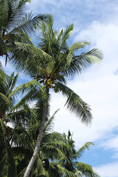 Palm Trees Agains A Blue Tropical Sky — Stock Photo, Image