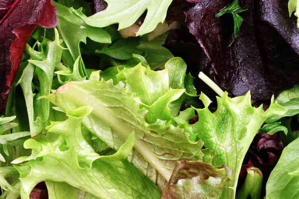 Mistura de salada orgânica Close Up — Fotografia de Stock