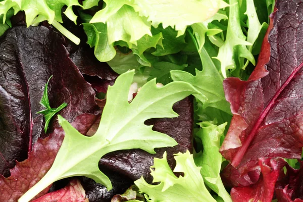 Mistura de salada orgânica Close Up — Fotografia de Stock