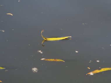 Suyun yüzeyinde söğüdün düşen sonbahar yaprağı