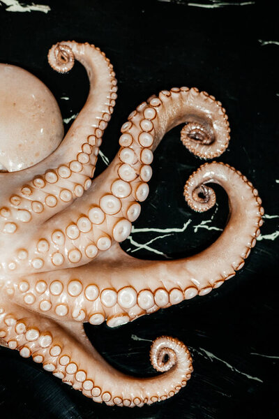 Raw big octopus before being cooked