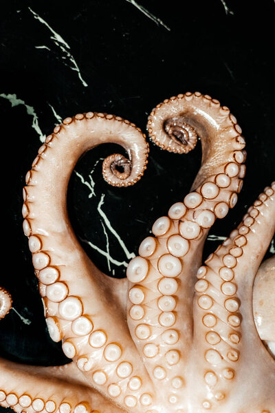 Raw big octopus before being cooked