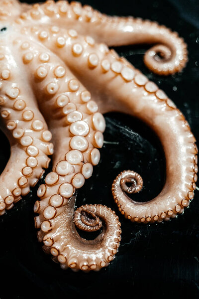 Raw big octopus before being cooked