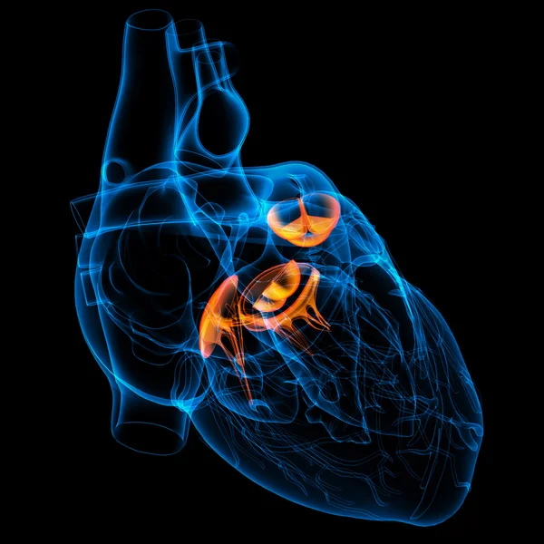 3d render Heart valve — Stock Photo, Image