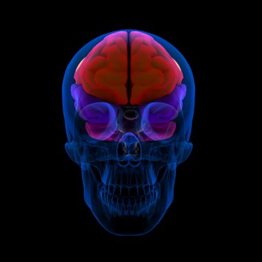 renkli bölümlerini bir insan beyin-cerebrum - Önden Görünüm