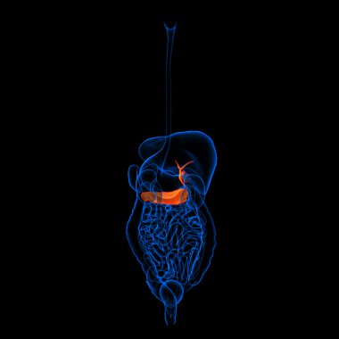 insan sindirim sistemi pankreas kırmızı renkli - arkadan görünüm