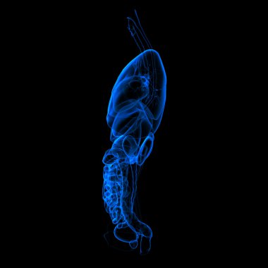 sindirim ve solunum sistemi - yan görünüm