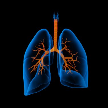 3D medical illustration - lungs with visible bronchi -back view clipart