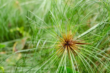 arka plan soyut olarak papirüs yeşil bitki