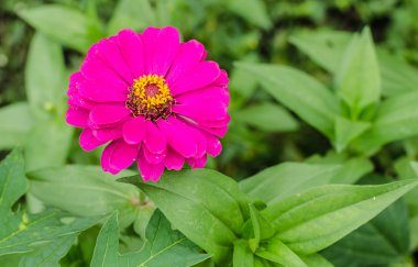 pembe çiçeğe bakın yakın çekim