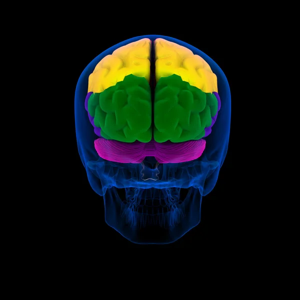 Secciones coloreadas de un cerebro-cerebro humano - vista posterior —  Fotos de Stock