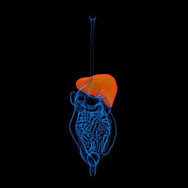 人間の消化器系の肝臓の赤い色の - 背面図 — ストック写真