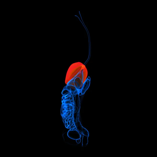 Système digestif humain foie de couleur rouge - vue latérale — Photo