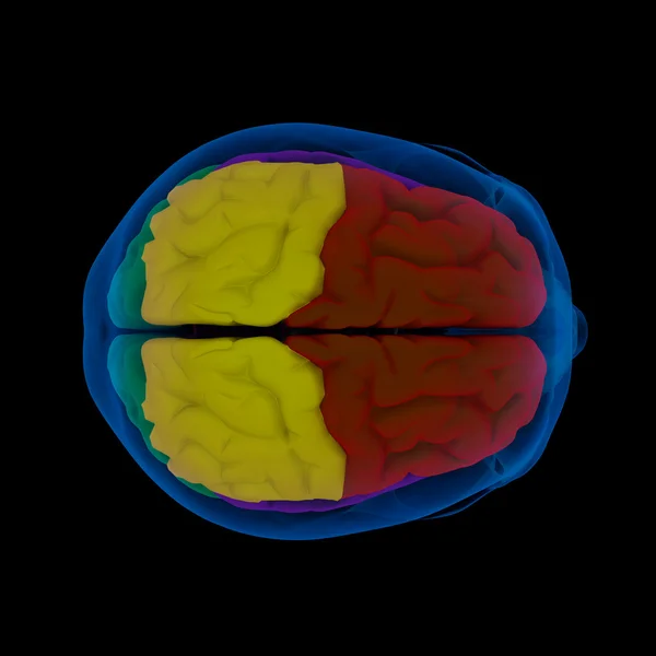 Цветные участки головного мозга - вид сверху — стоковое фото