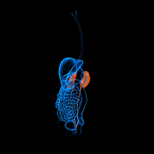 人間の消化器系腎赤い色 - 側面図 — ストック写真