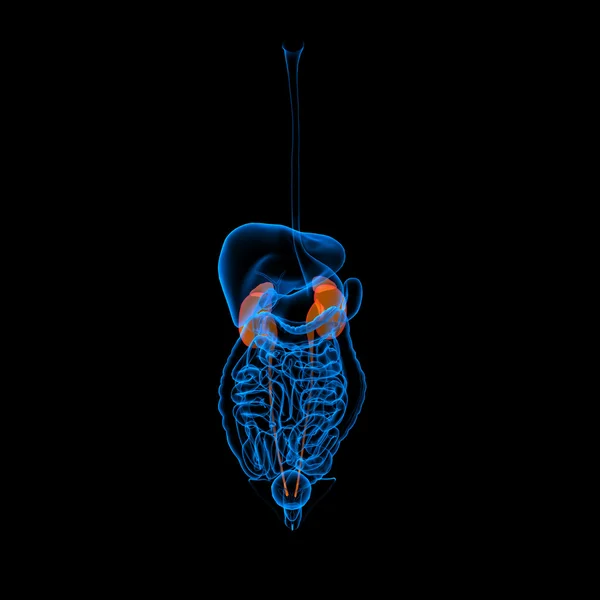 人間の消化器系腎赤い色の - 正面図 — ストック写真